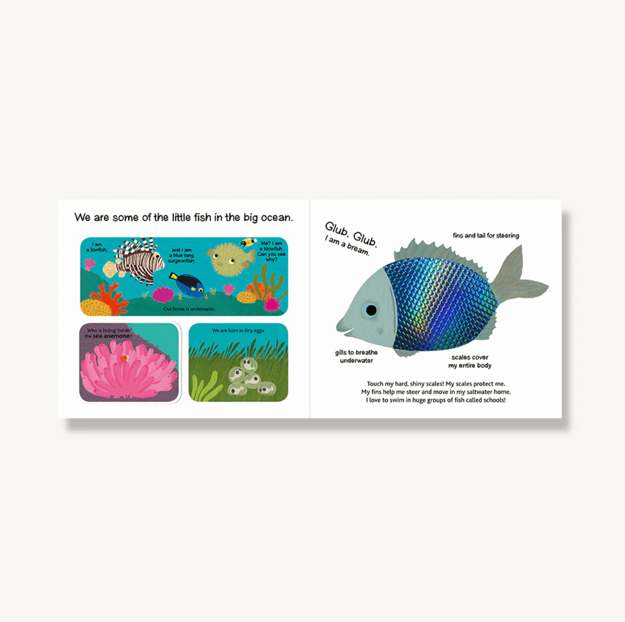Touch and Explore Board Book: The Ocean