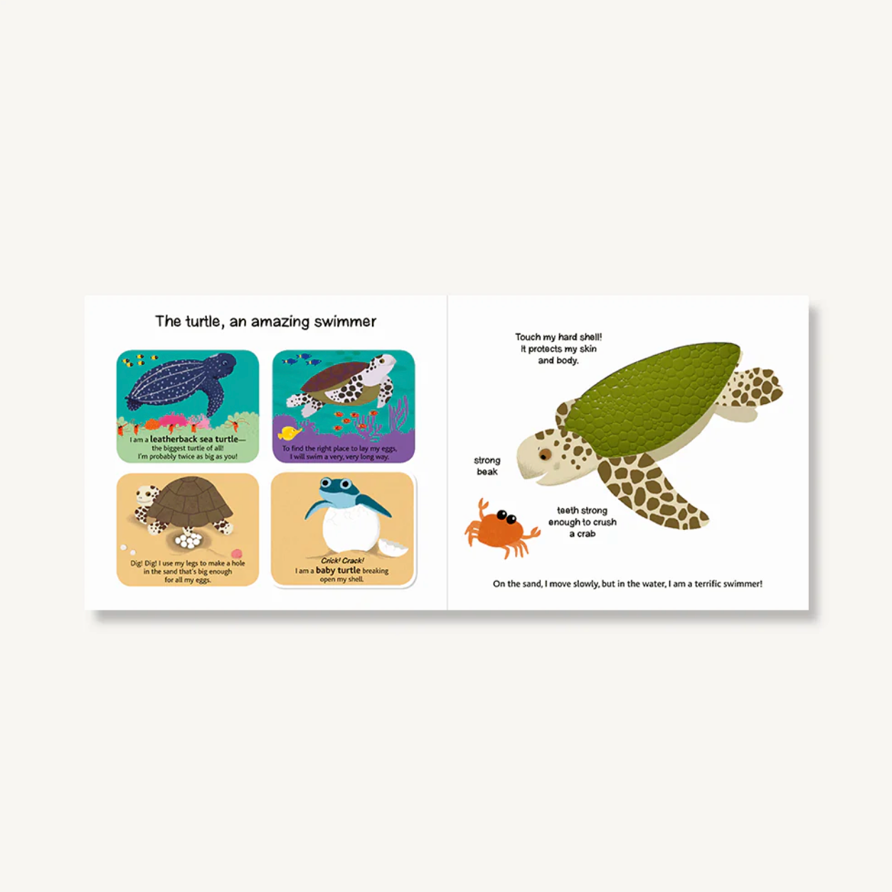 Touch and Explore Board Book: The Ocean
